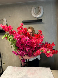 Bougainvillea red