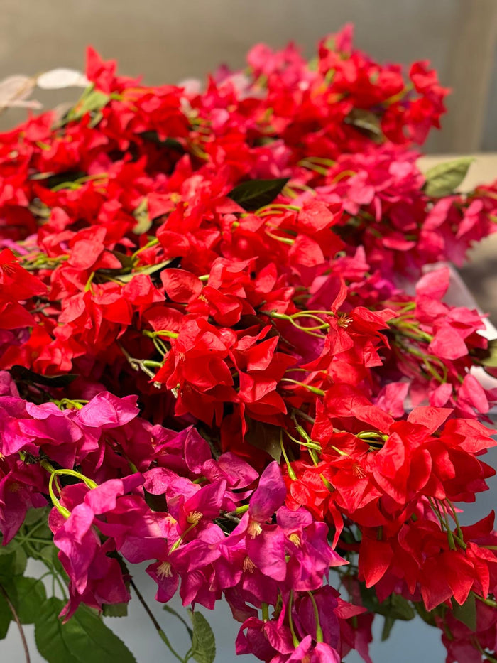 Bougainvillea red