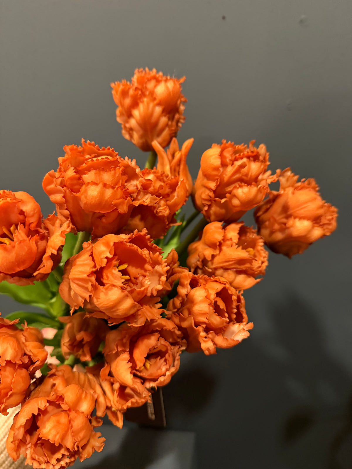 Parkiet tulpen oranje