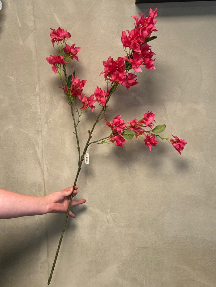 Bougainvillea dark Pink