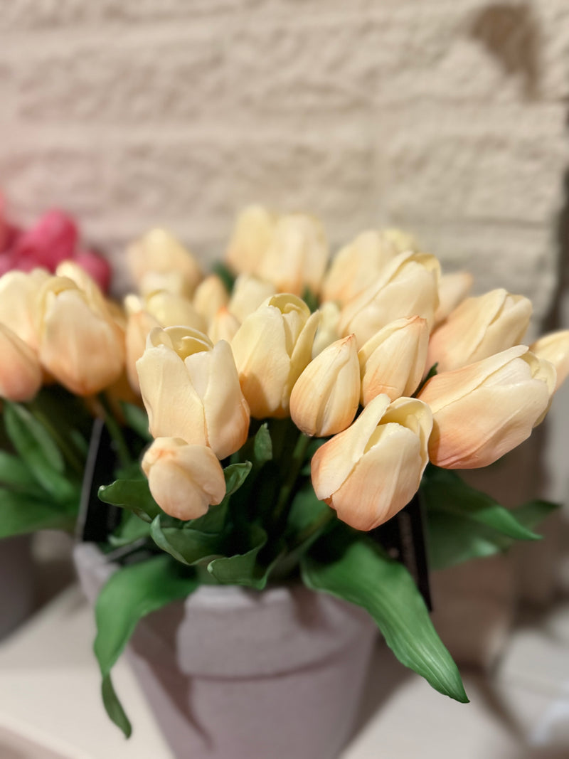 Tulpen crème