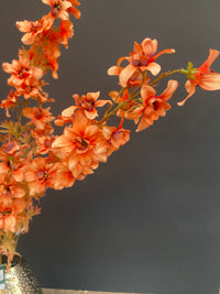 Delphinium orange 95cm