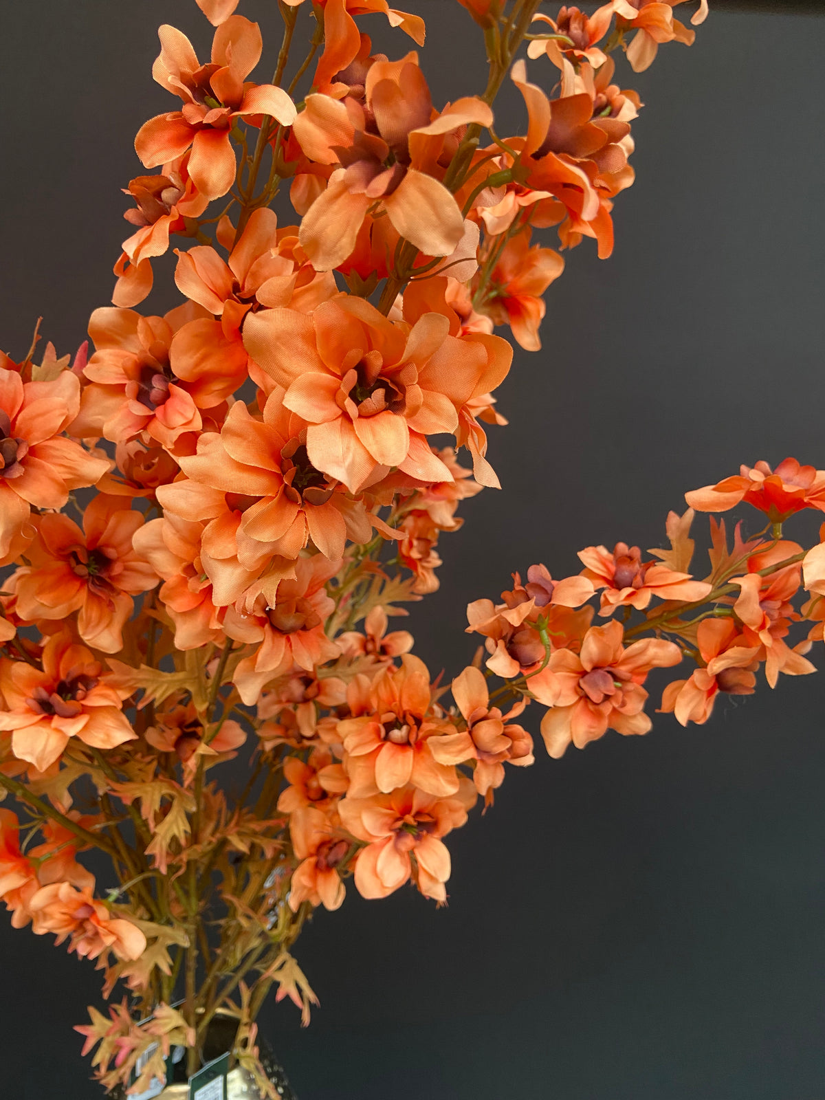 Delphinium orange 95cm