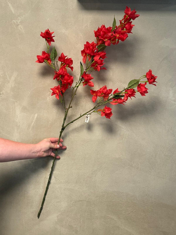 Bougainvillea red