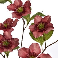 Helleborus massala