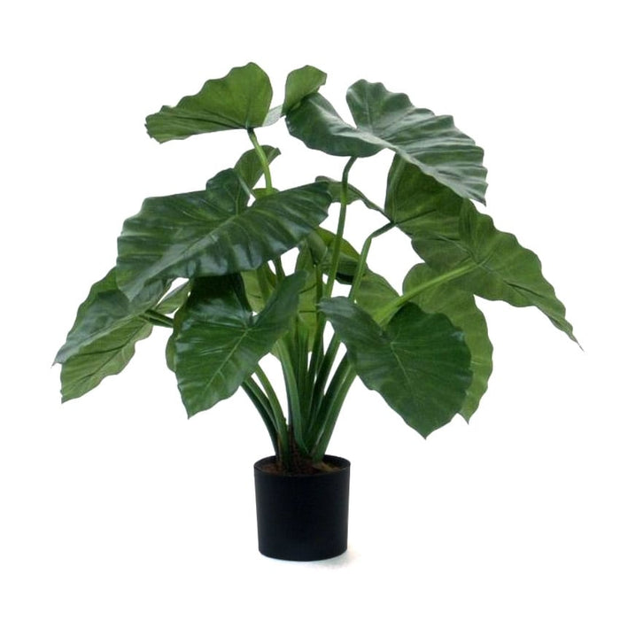 Alocasia Calidora