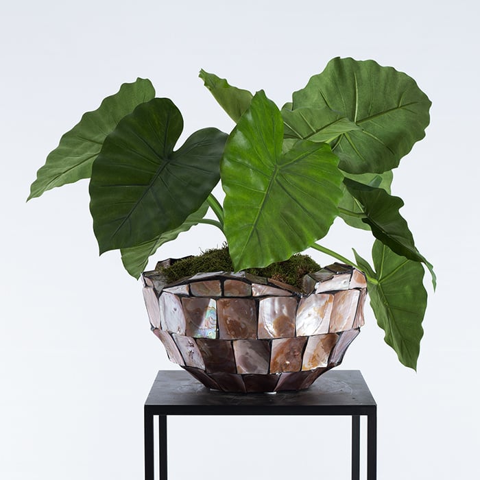 Alocasia Calidora