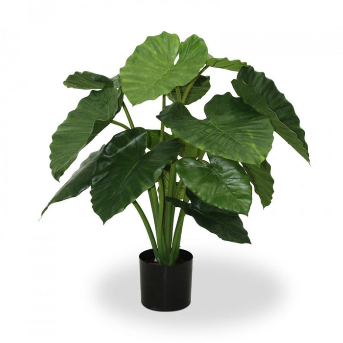 Alocasia Calidora