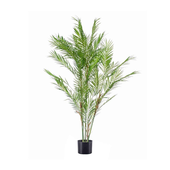 Chamaedorea palm Groen H120