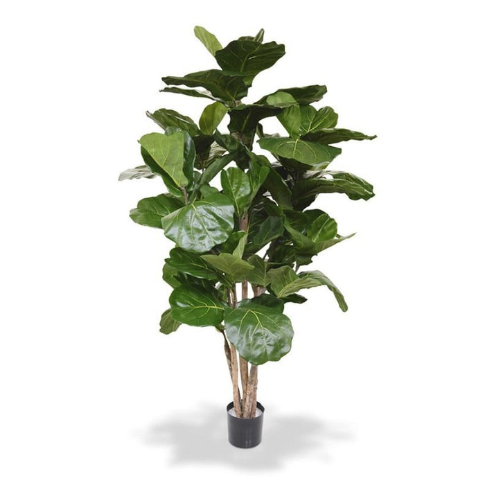 Ficus Lyrata Deluxe