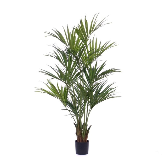 Kentia Palm