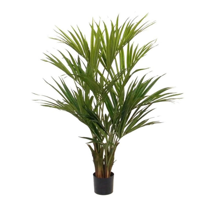 Kentia Palm