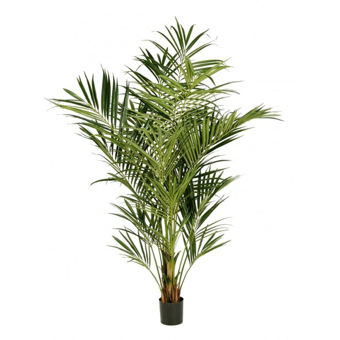 Kentia Palm Deluxe