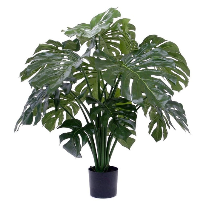 Monstera