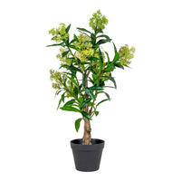 Skimmia Tree - Artificial plant, green, 75 cm