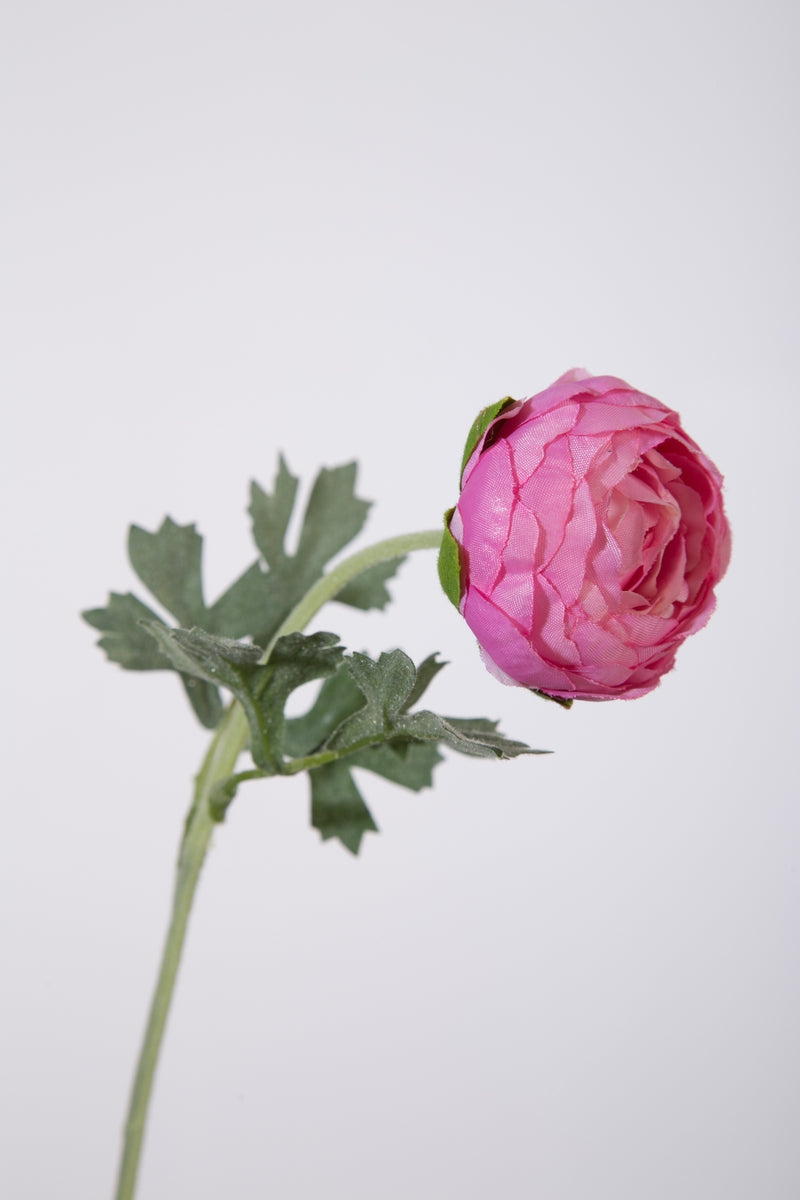 Ranunculus pink