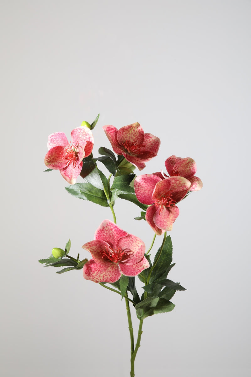 Helleborus